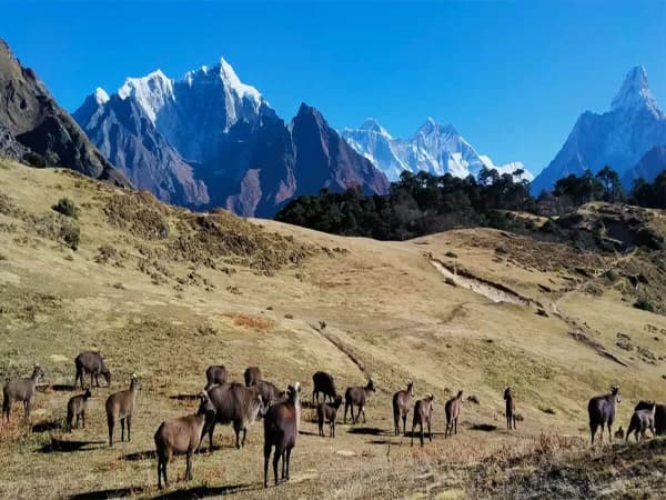 View From Syangboche Walkmountain